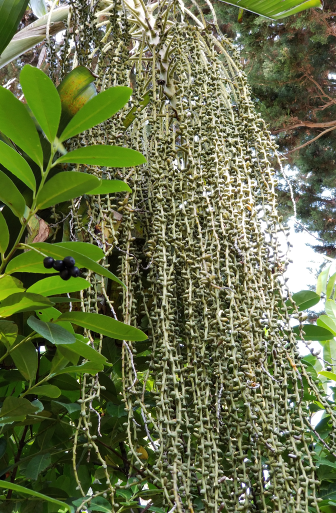 Caryota_2.png