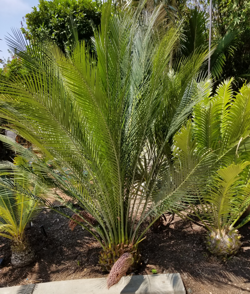 Cycad-2.png