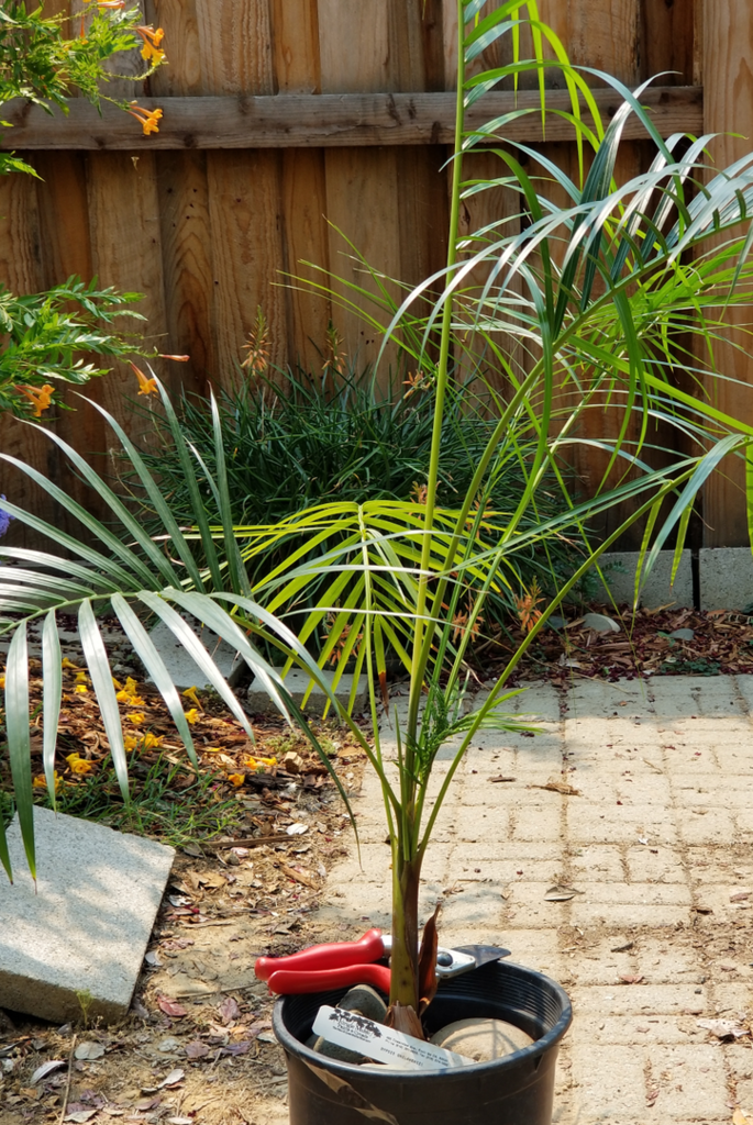 Dypsis-2.png