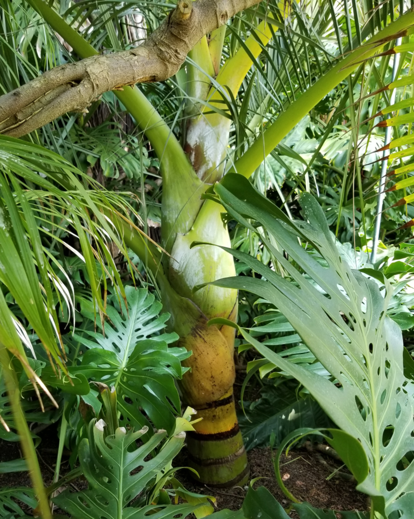 Dypsis_decipiens-1.png