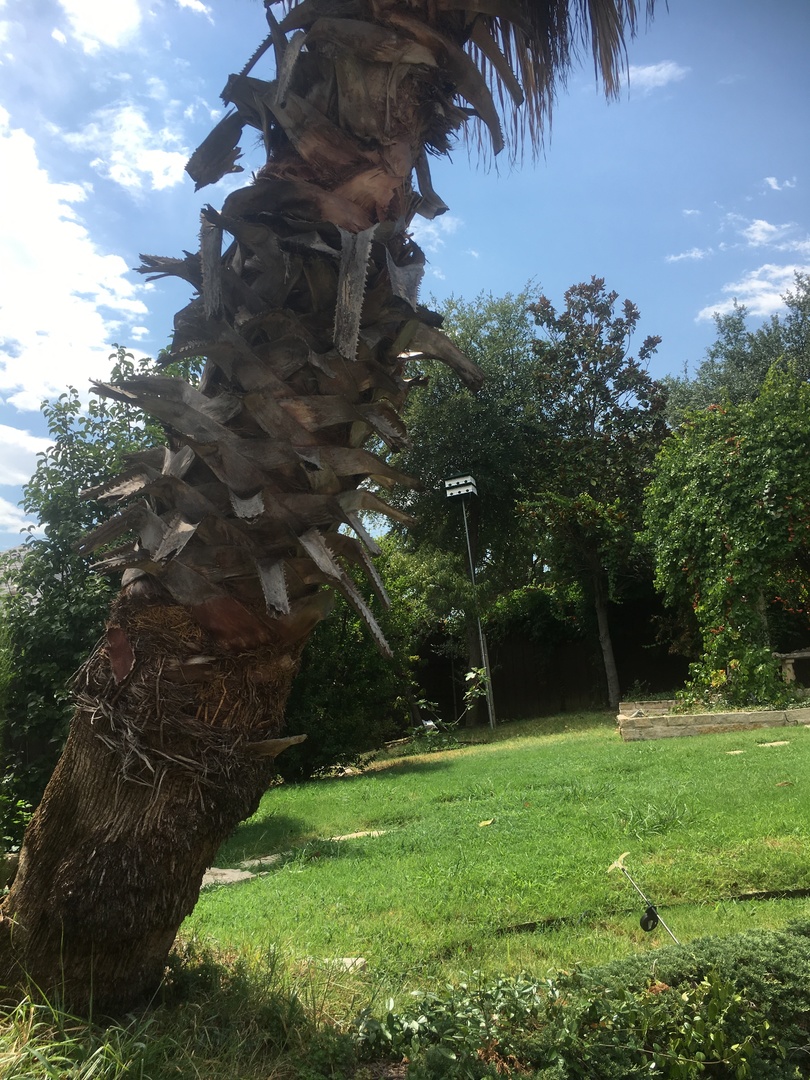 Leaning palm tree need opinion/advice DISCUSSING PALM TREES