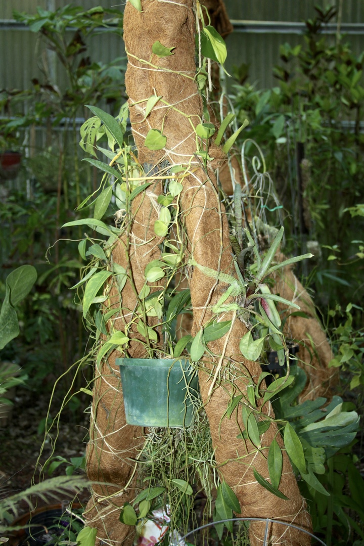 Using Spanish Moss...... TROPICAL LOOKING PLANTS Other Than Palms