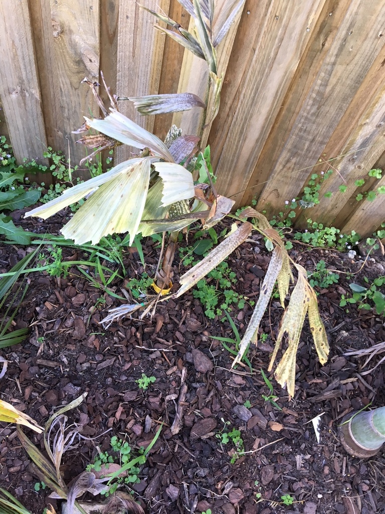 IMG_2194.thumb.JPG.fd8ddeb95684489d3d2d2