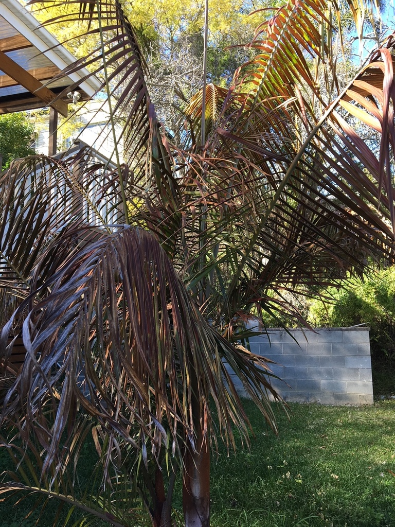 IMG_2206.thumb.JPG.fdabfd298850594edad54