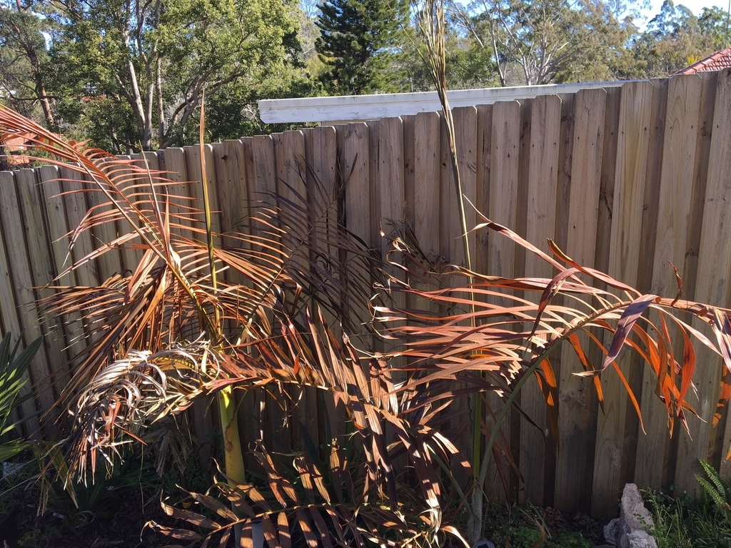 IMG_2208.thumb.JPG.17c4f6c1432d753d00554