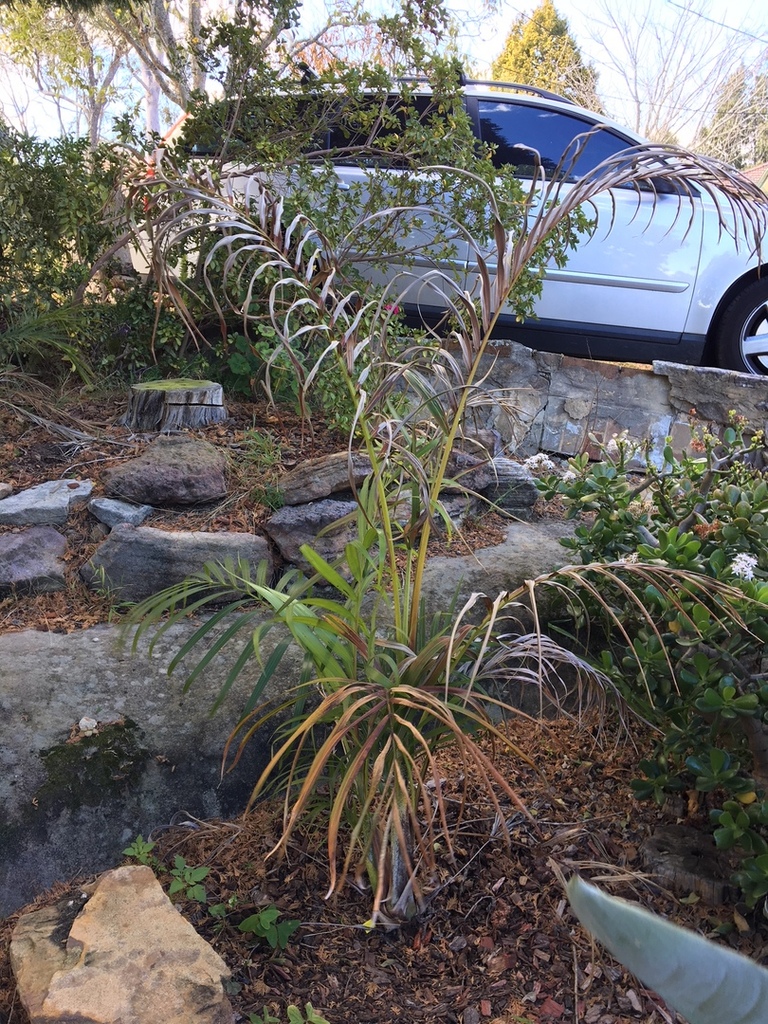 IMG_2292.thumb.JPG.7c78a09ebe0adbe4467a5