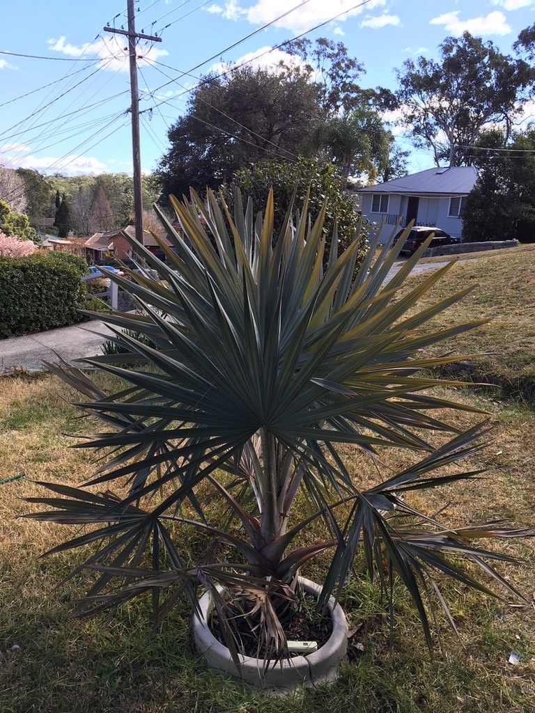 IMG_2294.thumb.JPG.eb104c5101e211fc6898a