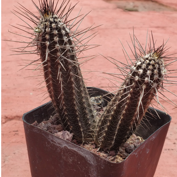 NewCactus.jpg.879b8d614838ef0aa113949ec4