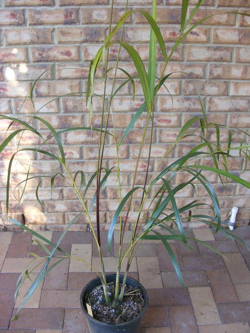 arenarum1.JPG.9a43334ccbf156b635bacaa714