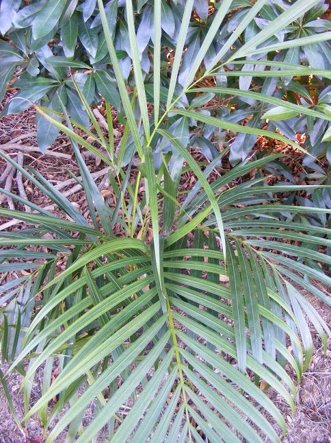 arenarum6.JPG.d7f2a9637509a08650919612a1