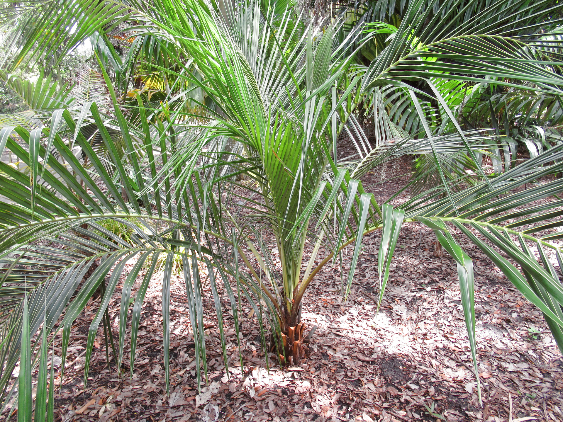 Jubaeopsis caffra in Central Florida