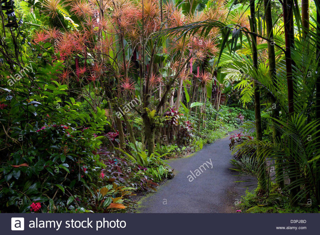 pathway-in-hawaii-tropical-botanical-gardens-hawaii-the-big-island-D3PJBD.jpg