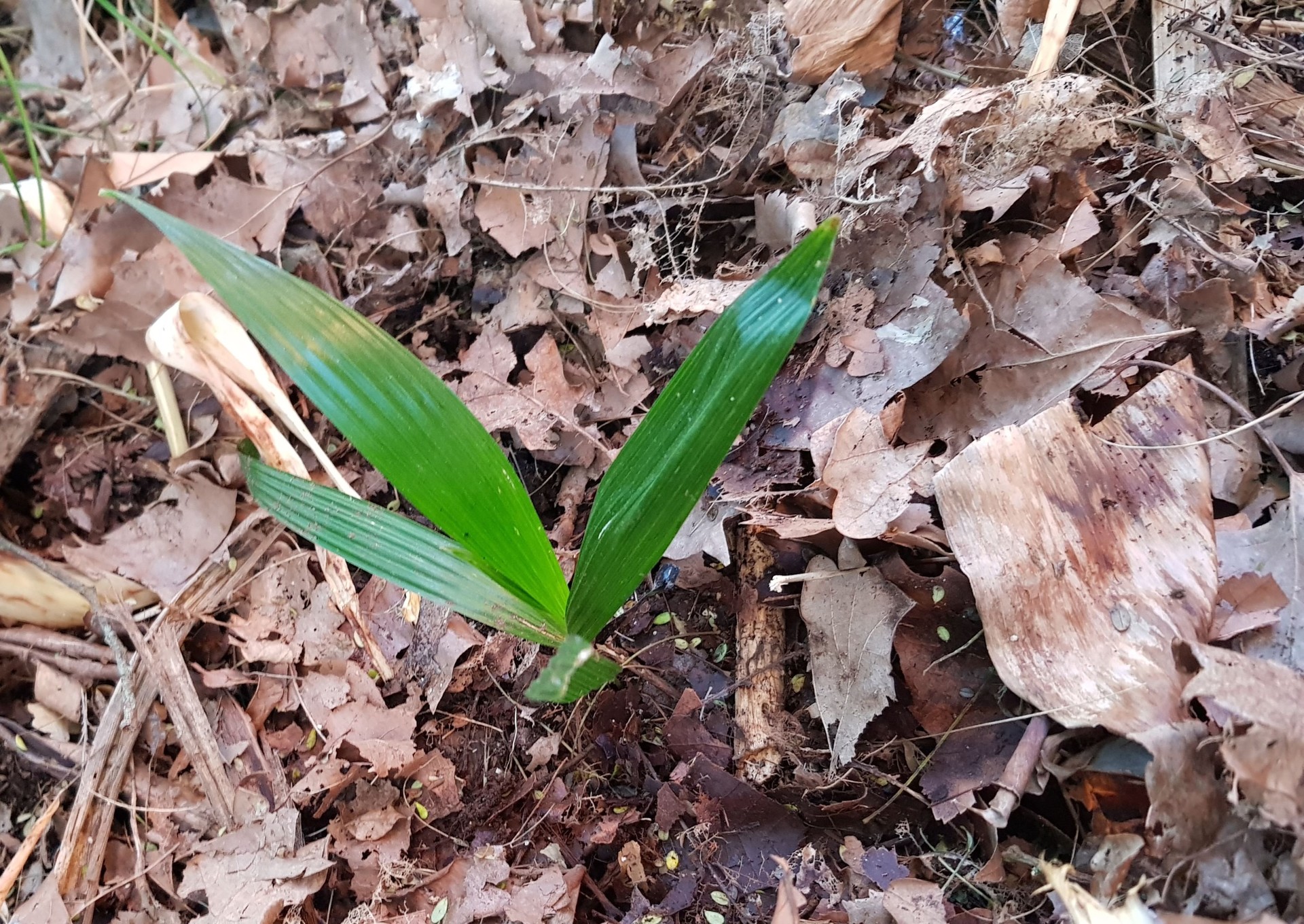 Mystery Palm Seedling