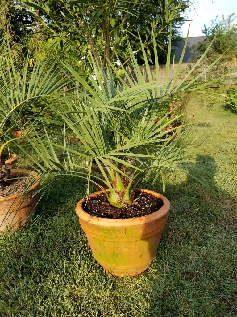 Palms in clay pots grow great PALMS IN POTS PalmTalk