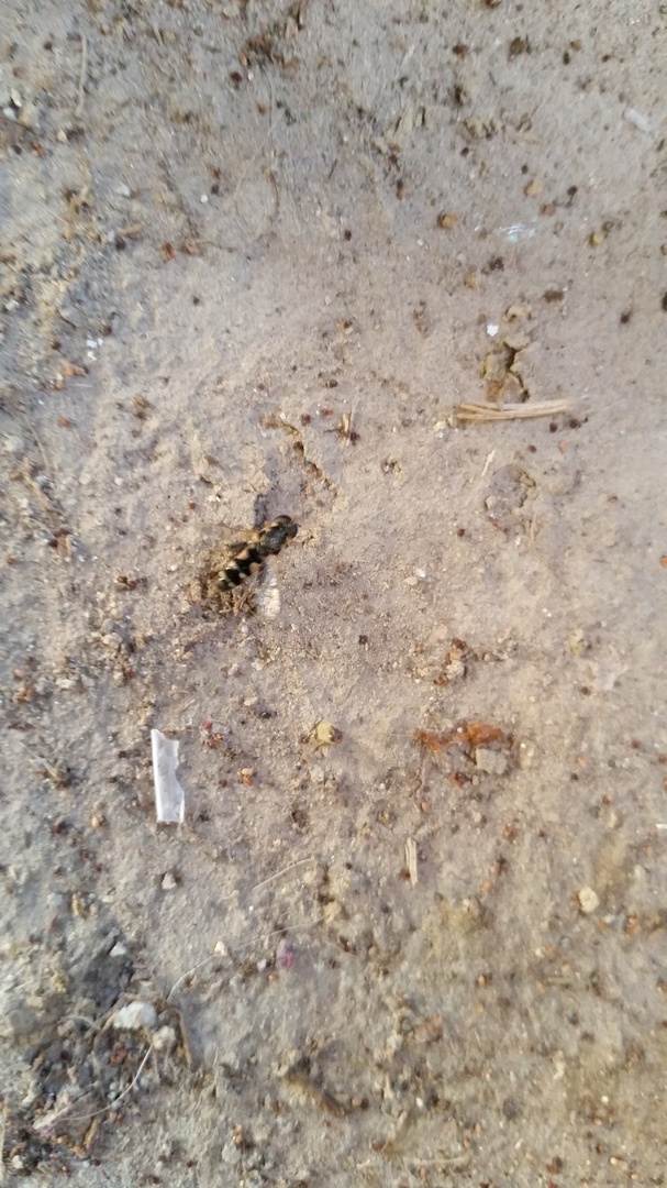 What is this Uber fast-hovering insect? - TROPICAL LOOKING PLANTS ...