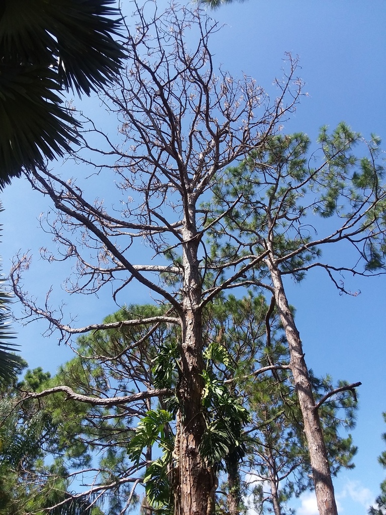 Dead slash pine 1.jpg