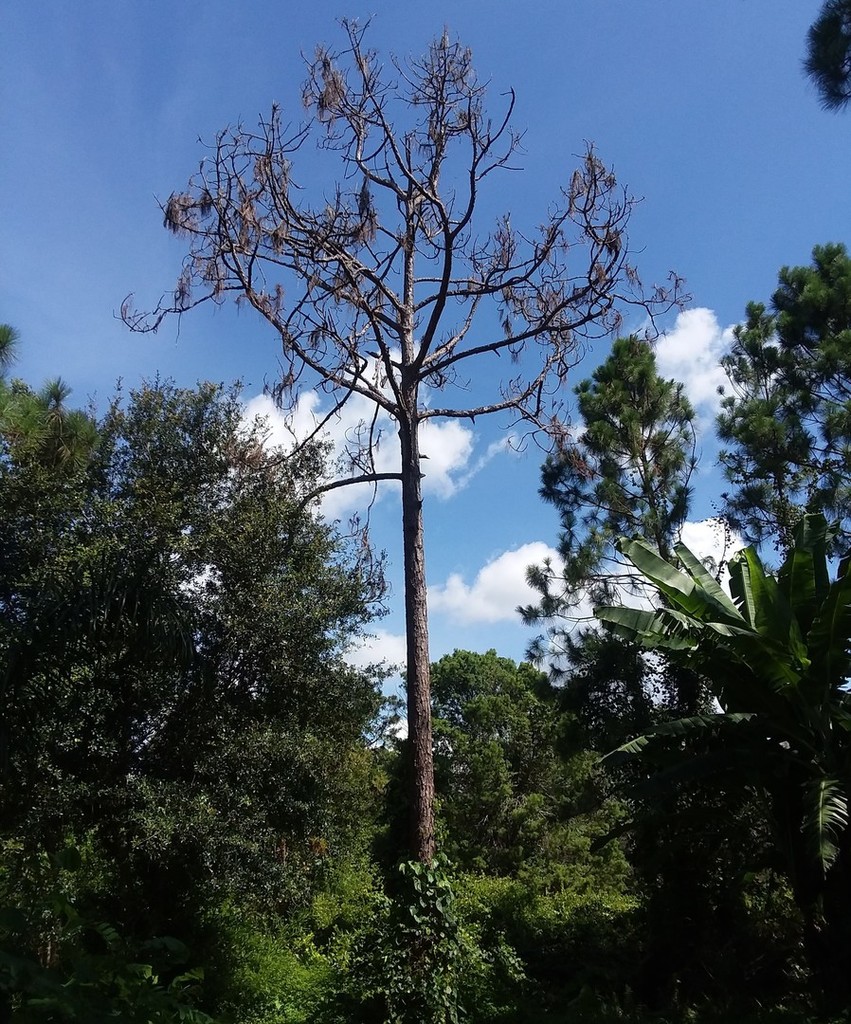 Dead slash pine 3 - Copy - Copy.jpg