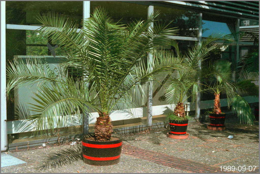 5b96dabe099db_Phoenixcanariensis1989-09-