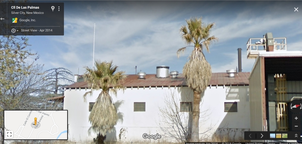 fort bayard palm trees.jpg
