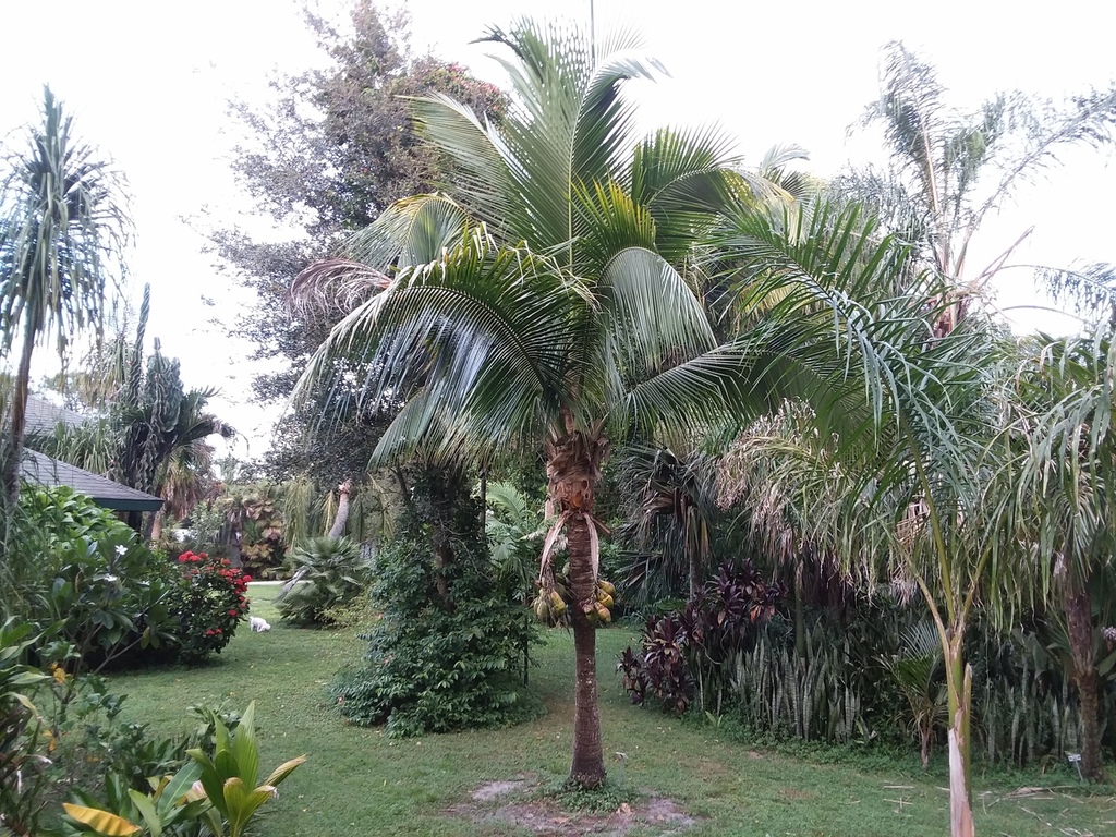 Coconut palm 9-21-18.jpg