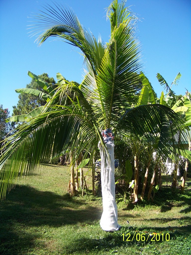 Coconut wrapped.jpg