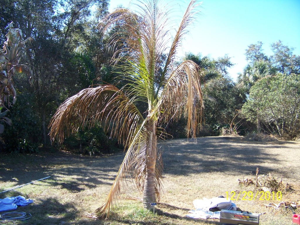 Coconut 12-29-10.jpg