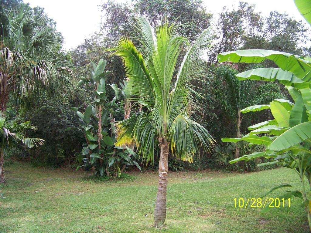 Coconut palm 10-28-11.jpg