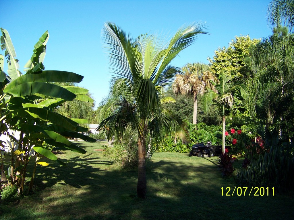 Coconut 12-07-11.jpg