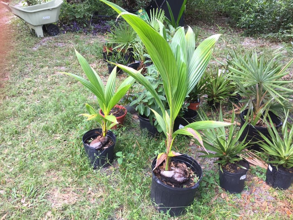 Coconut 10-18-17.JPG