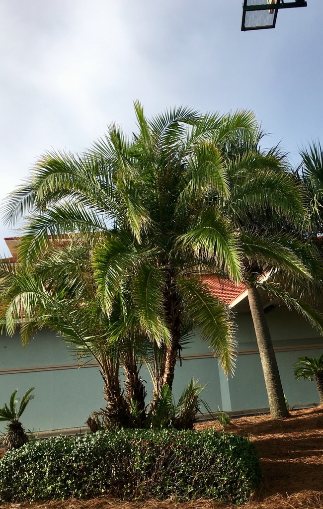 Multi trunk Phoenix ID COLD HARDY PALMS PalmTalk