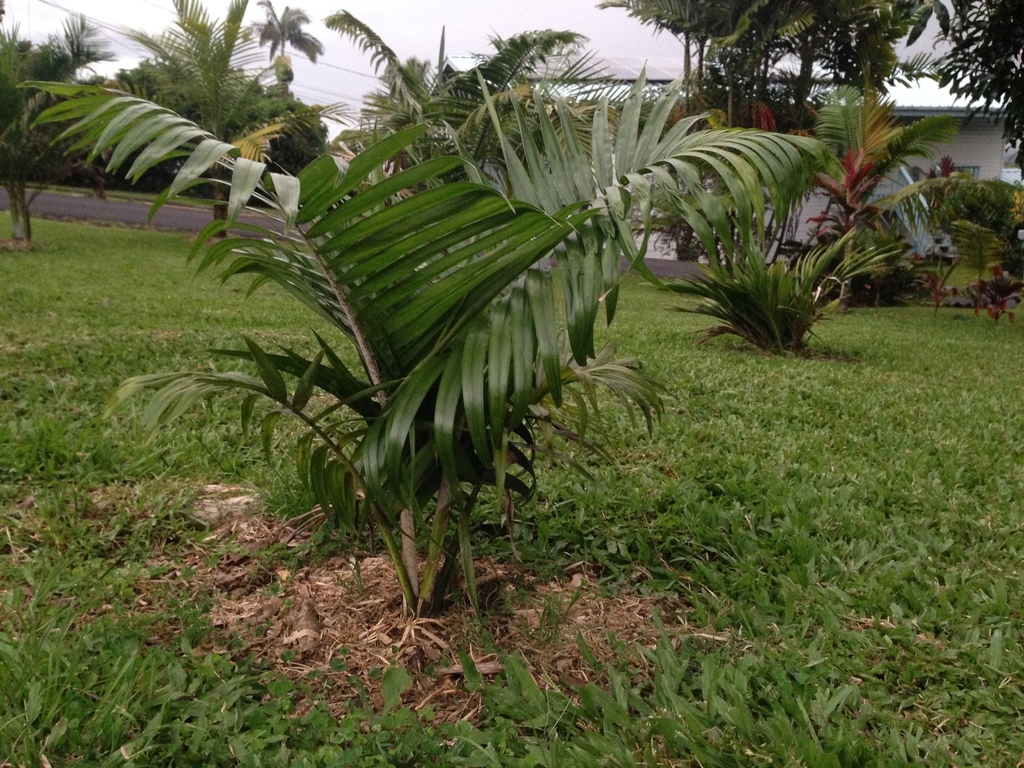 IMG_1155.thumb.JPG.bb03dec3353cb70cede7a