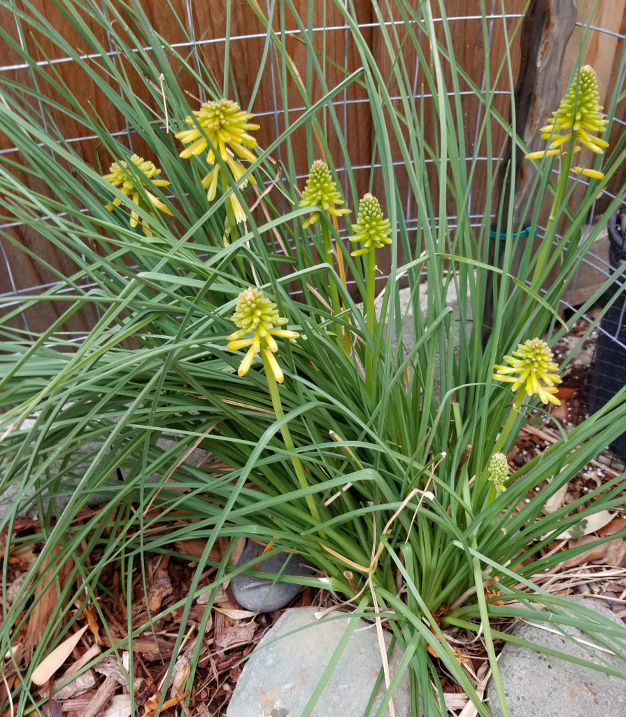 Knifophia.png