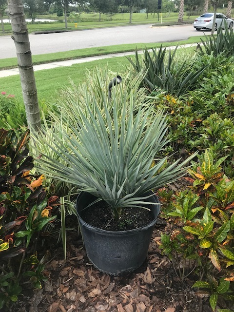 Transplanting C. Hospita Soil Recommendations