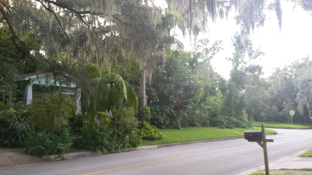 Nice Royal and Overall Property in Bartow, FL DISCUSSING PALM TREES