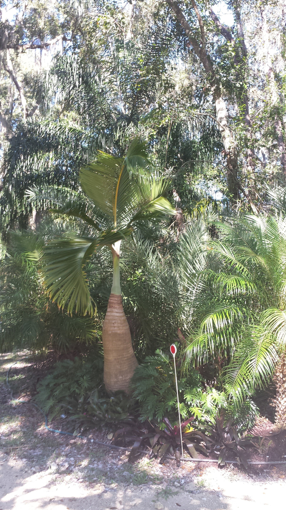 0010_BottlePalm_1600.jpg