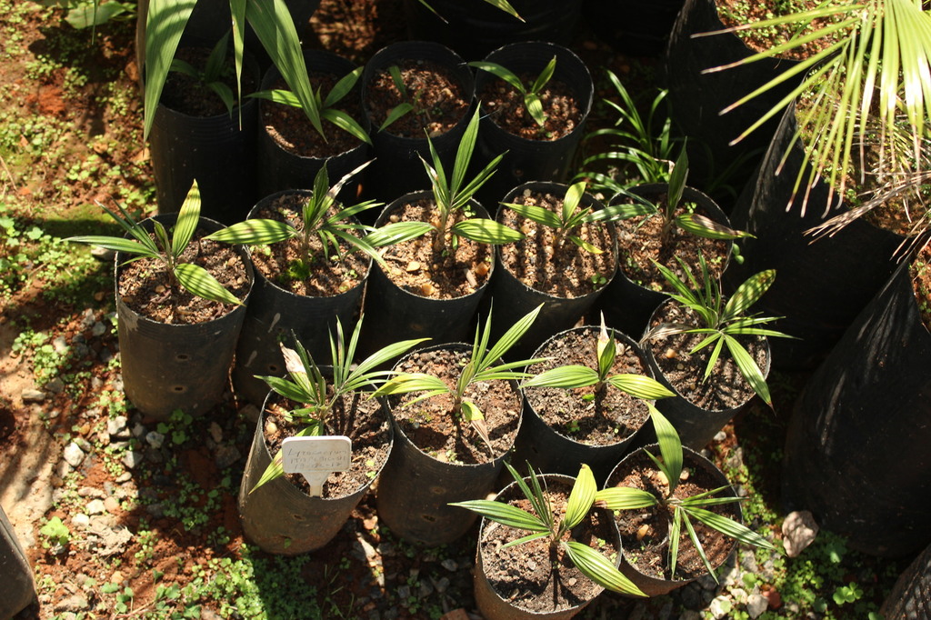 5bbb8c9cdf39f_SabalLisa004.thumb.JPG.adb