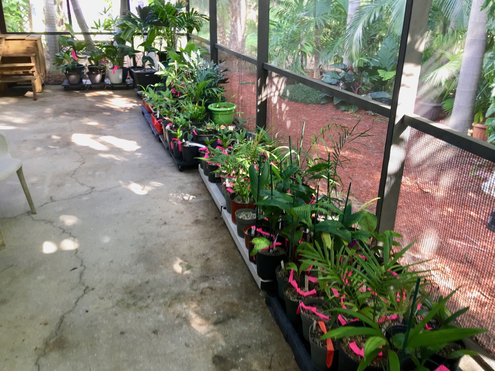 Lanai Container Garden Fall Reorganization
