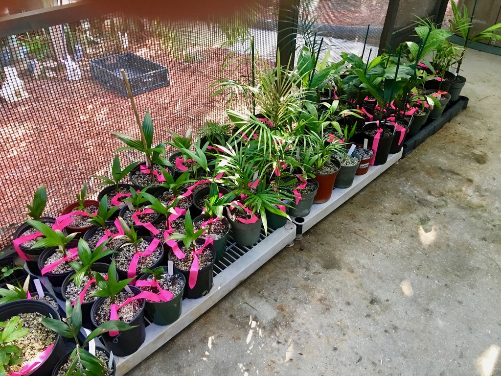 5bc900f954f0a_Lanai08-10-18-18.thumb.jpg
