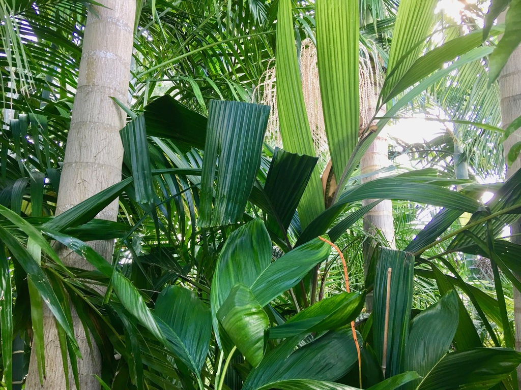 5bc973cc4542e_Chamernesti-agustiinHydria