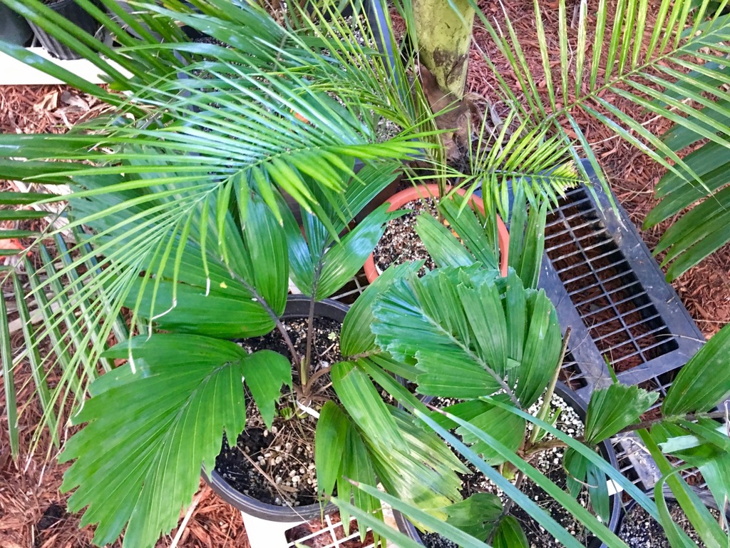 5bc975cd6d2f0_LytocaryumweddellianumnRei