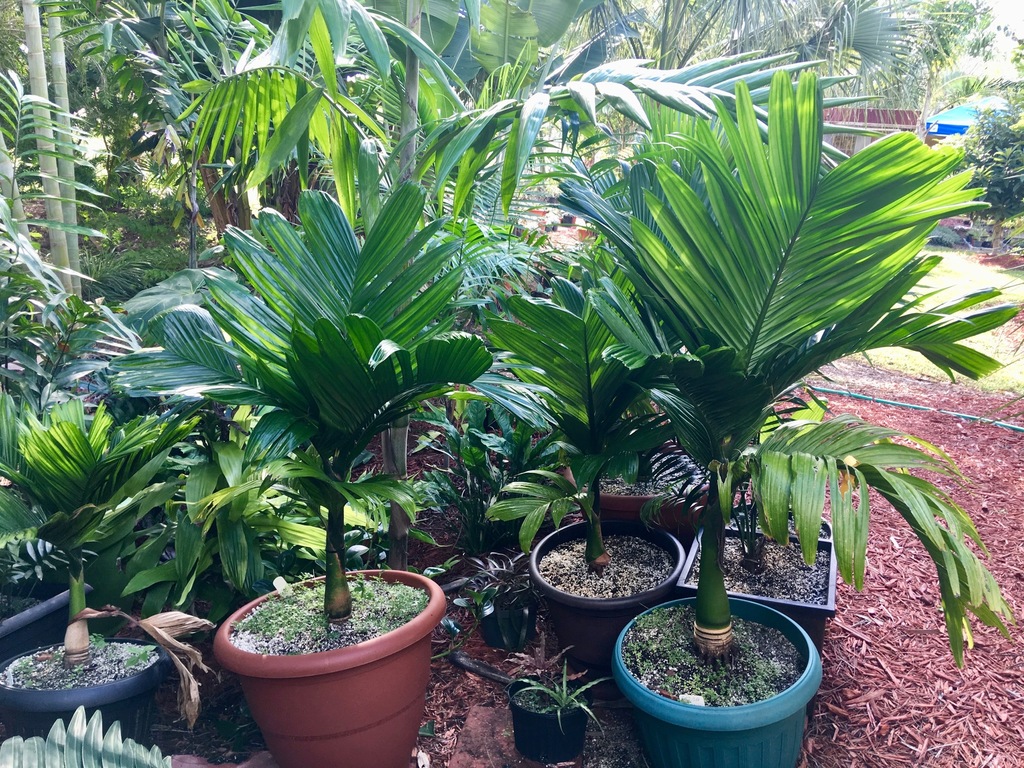 5bc976efa8a50_Arecacatechudwarfnsemidwar