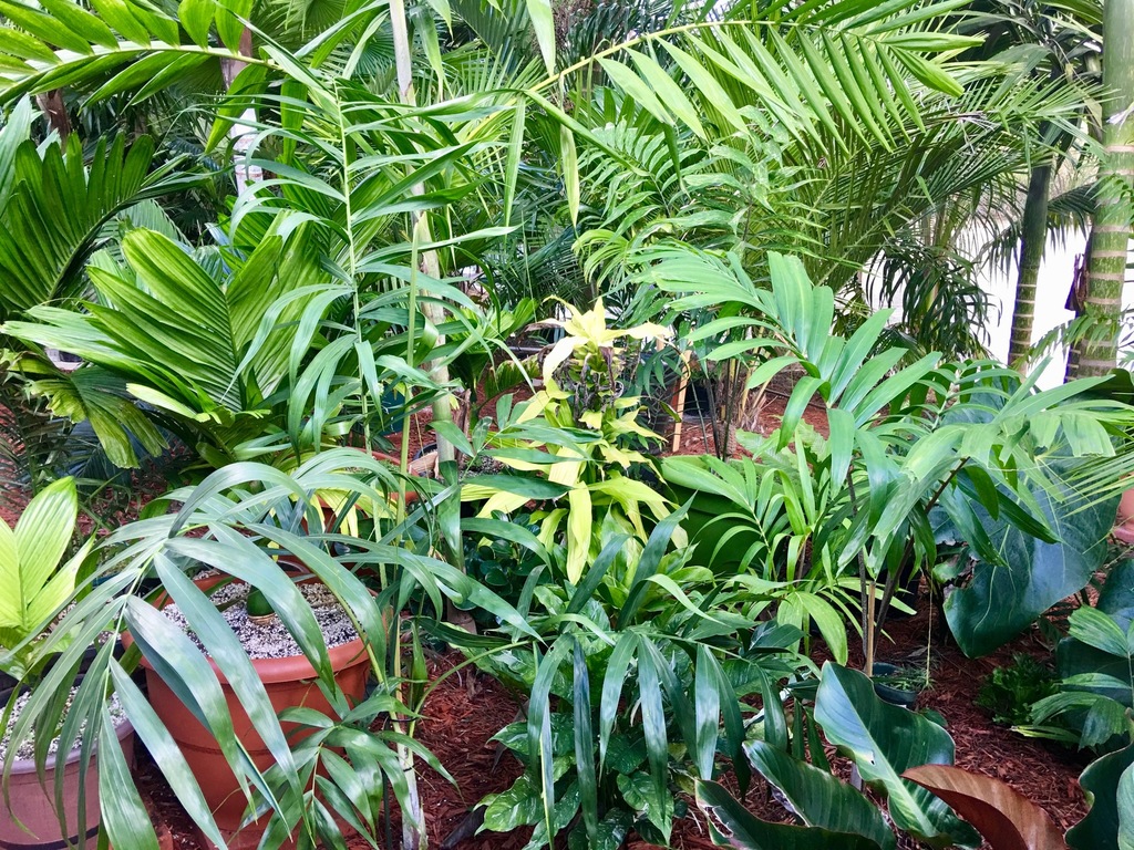 5bc977a0ef9d0_PtychospermaspnAdonidiaxWo