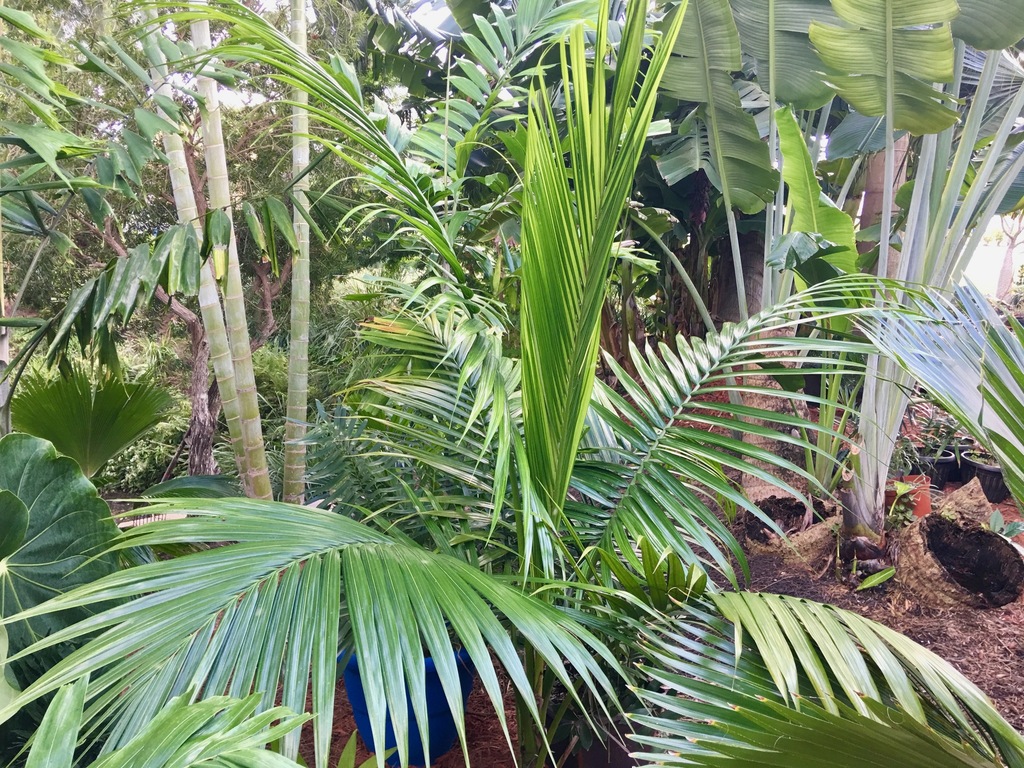 5bc97833b7cae_Satakentia0110-18-18.thumb