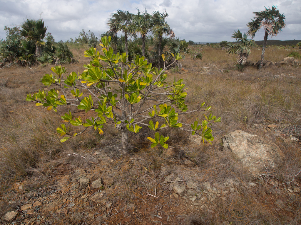 Plumeria,_serpentine_barren,_Cuba_(1_of_1).jpg