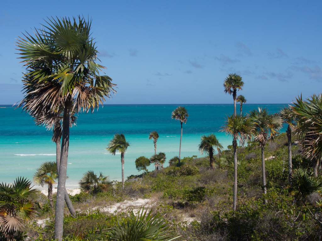 Playa Pilar con palmas Coccothrinax litorralis  (1 of 1).jpg