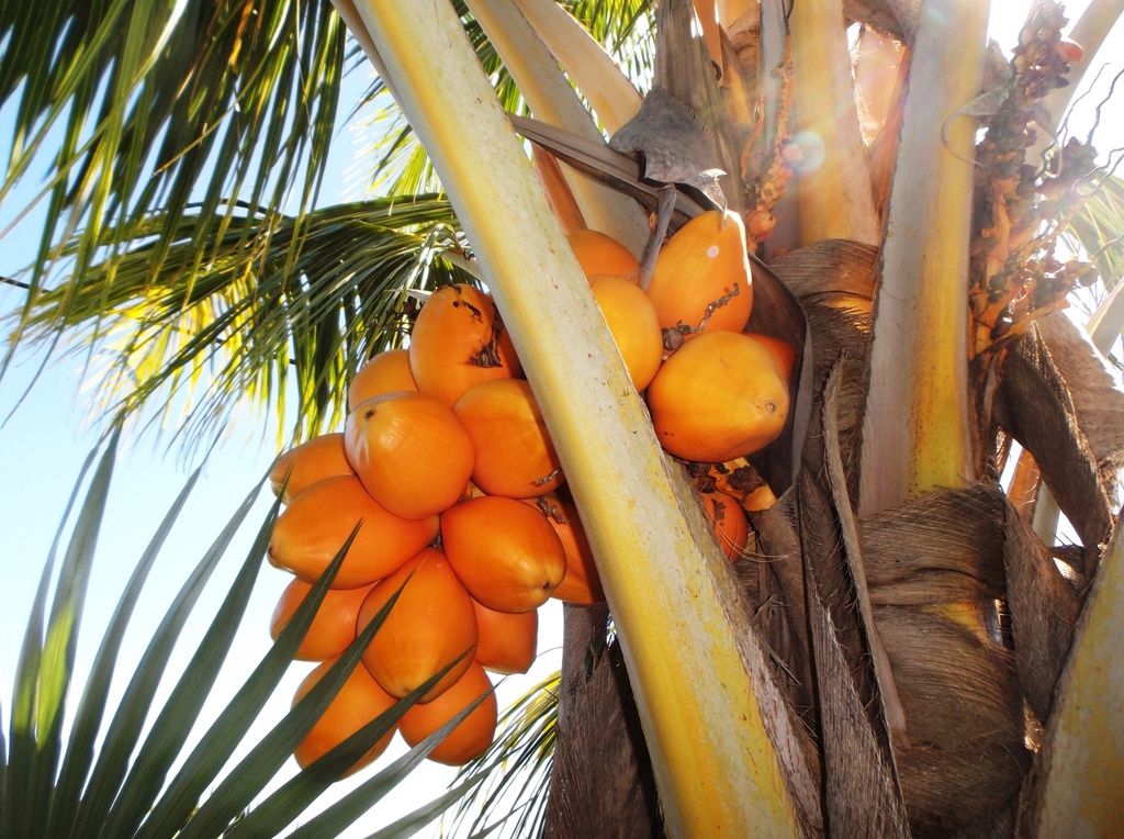 5bd8cc8aa4ad3_Cocosnuciferadwarfredspica