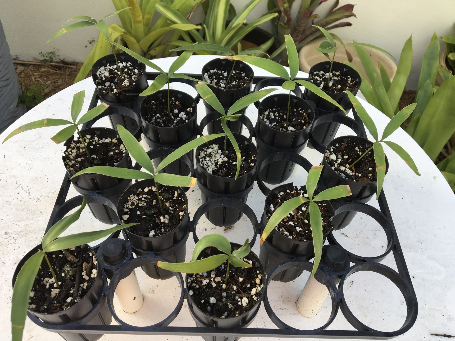 Zamia inermis seedlings