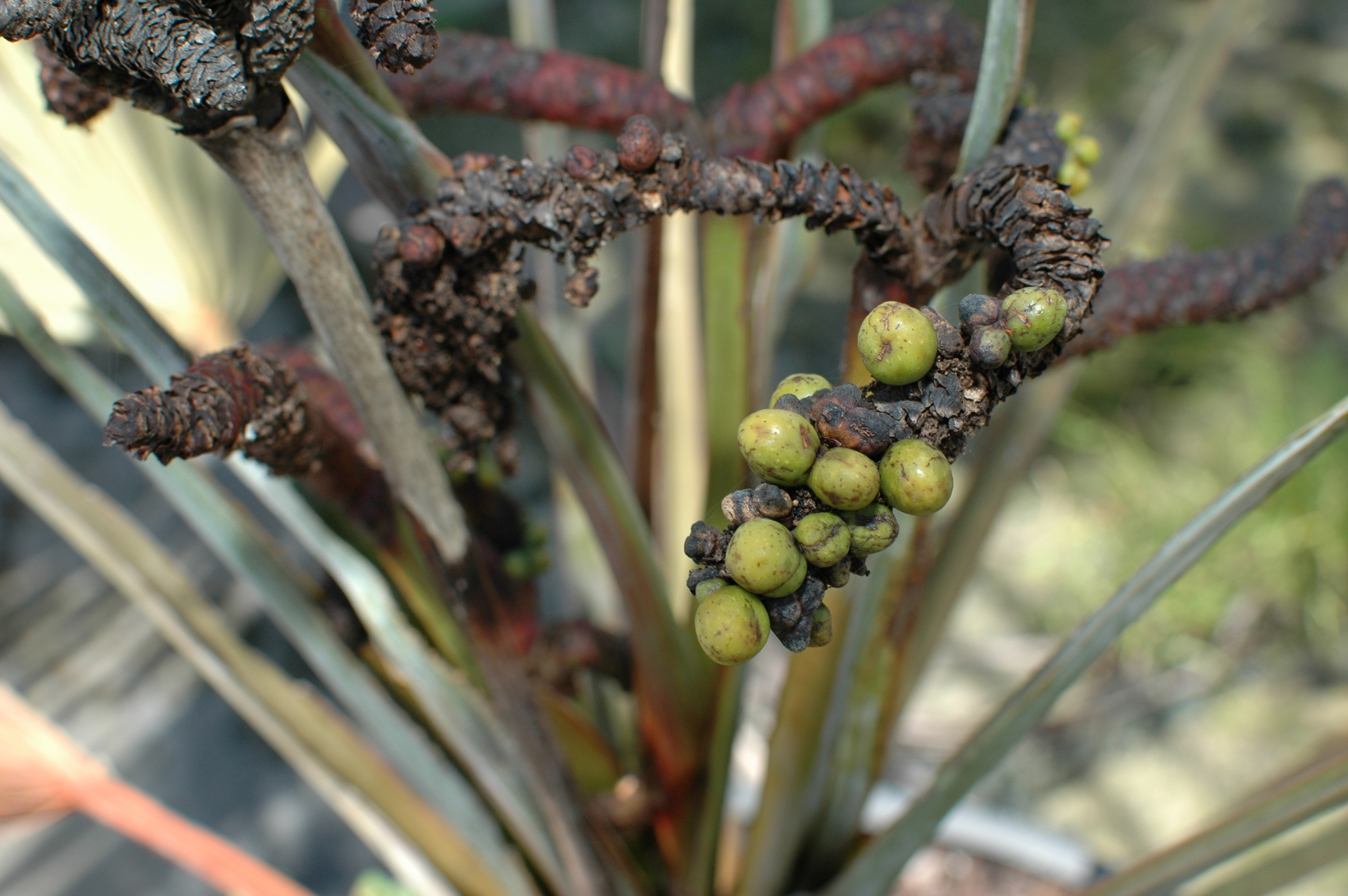 Bismarckia nobilis, youngest/smallest plant to flower? - DISCUSSING