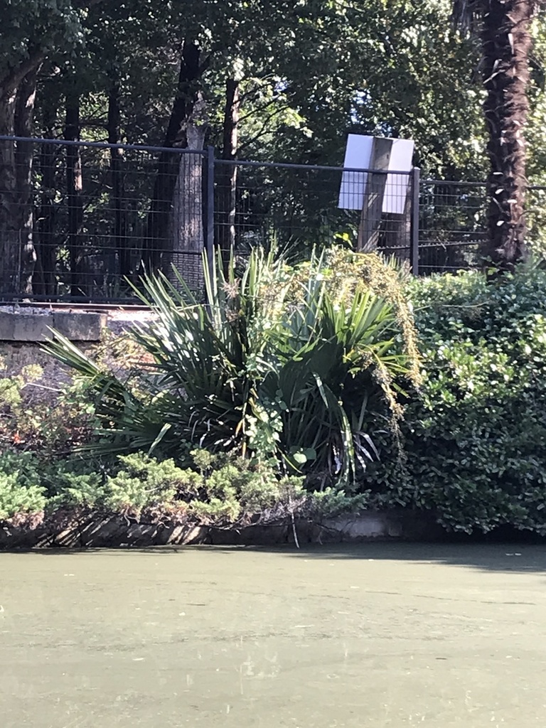 IMG_0100.thumb.JPG.3e9edb1481590335d414e