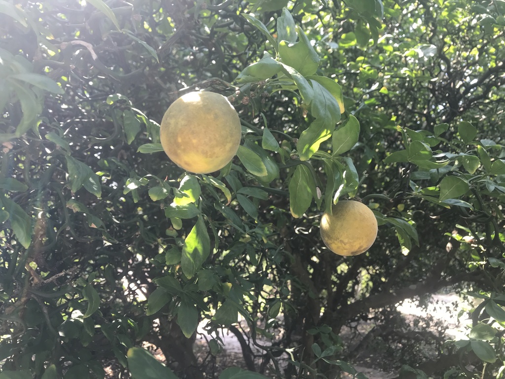 IMG_0135.thumb.JPG.f26519399454b7b6e7e77